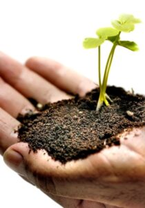 Image of hand holding dirt and a small seedling plant